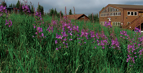 Cooper Lodge in Summer