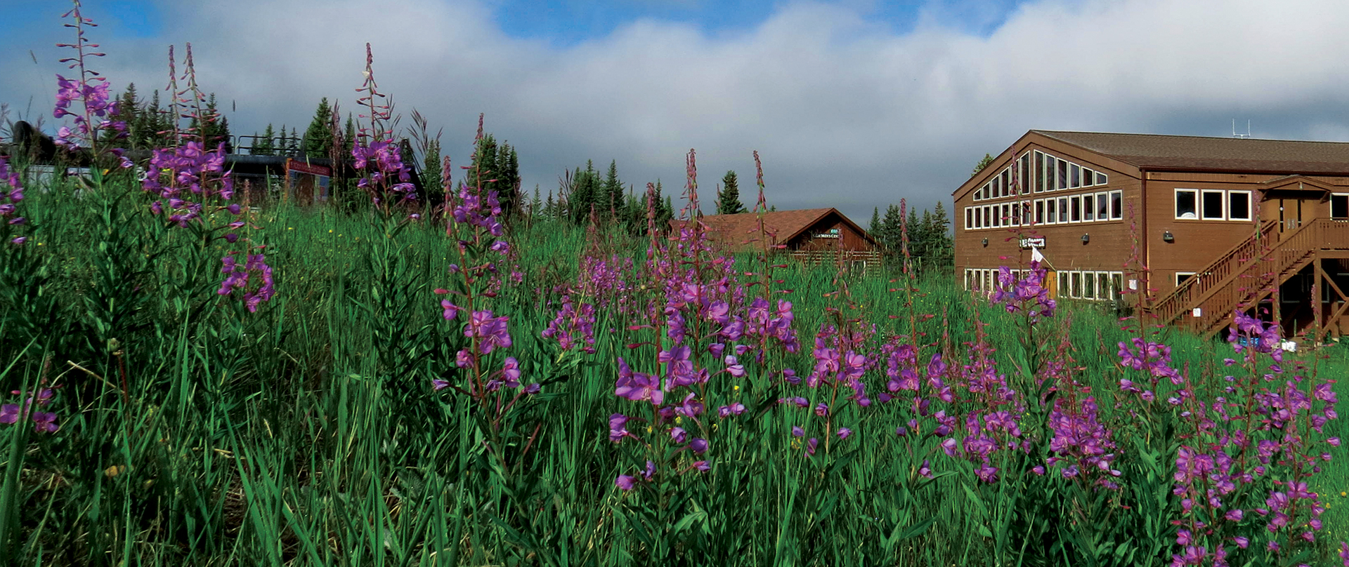 wildflowers by the Cooper Lodge