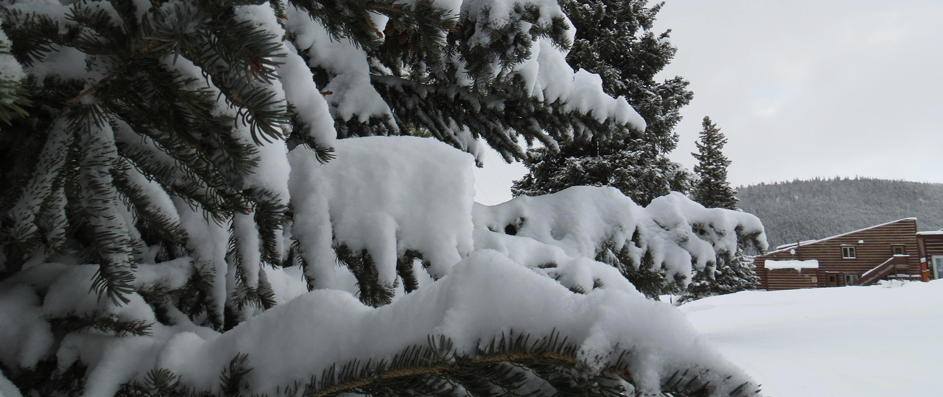 snowy tree